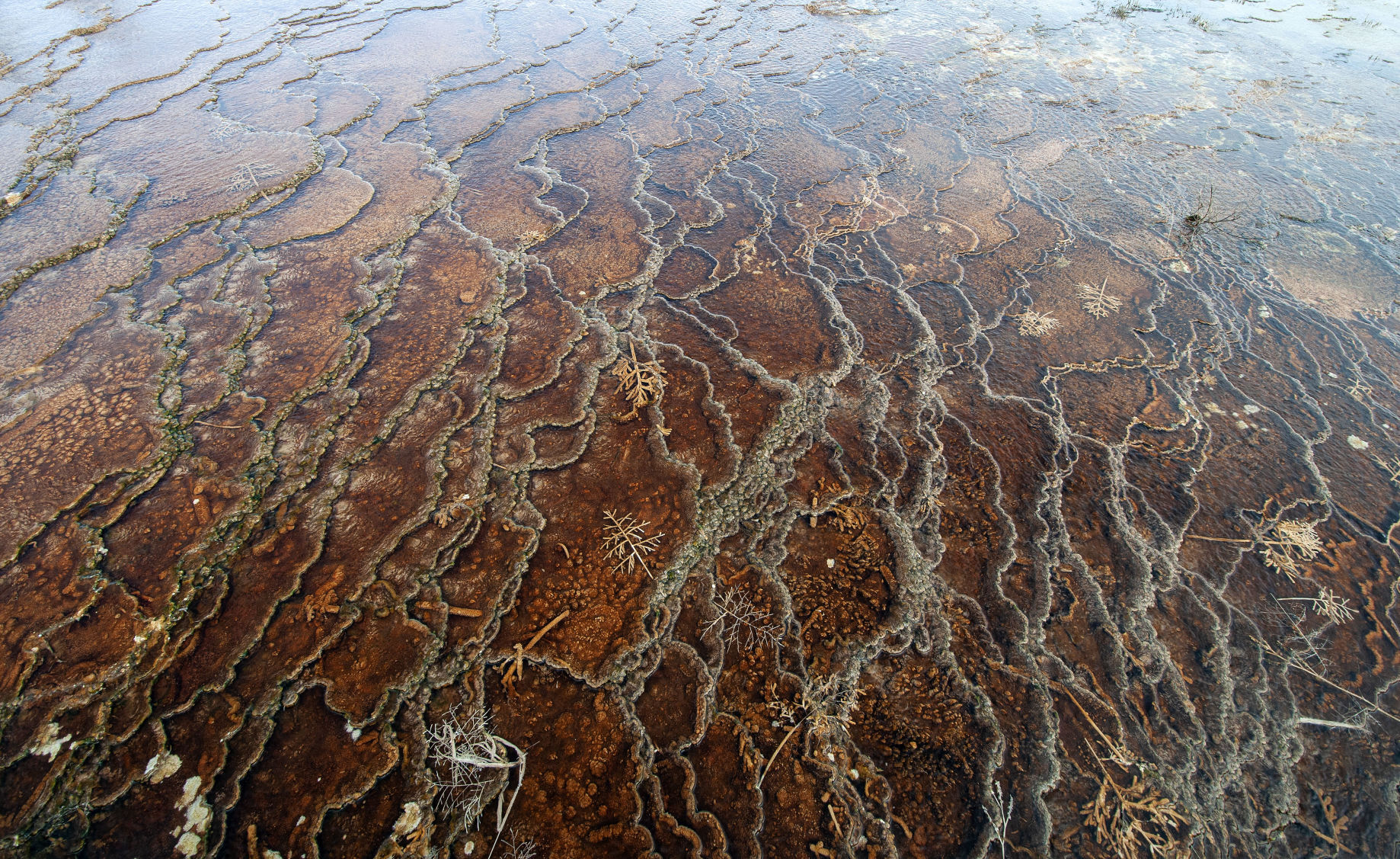 Mammoth Hot Springs